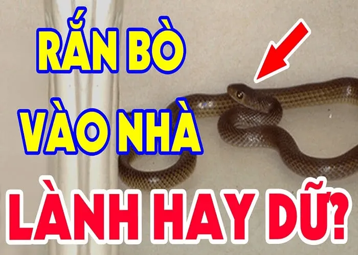 Giải mã giấc mơ thấy rắn vào nhà – Chọn con số chuẩn xác “về bờ” 